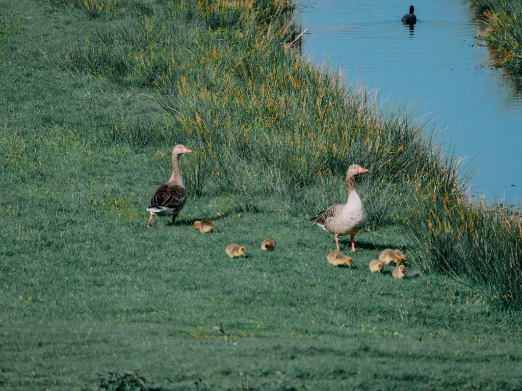 Canards nageant dans un lac bordé de verdure.