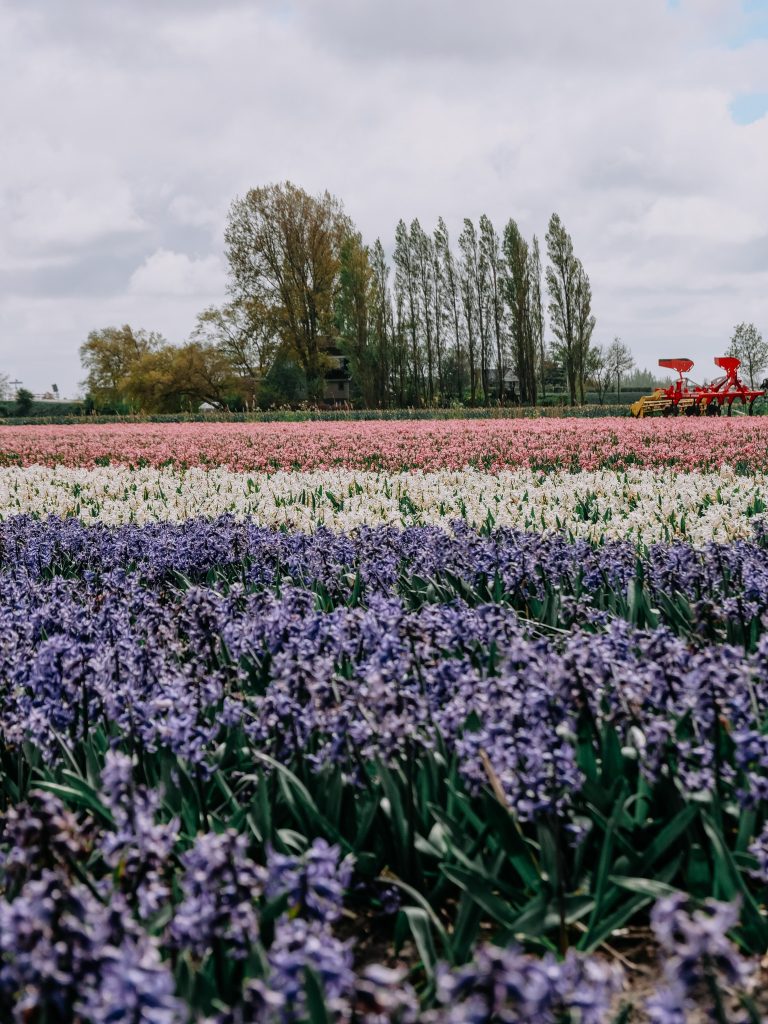 Champ de tulipes multicolores