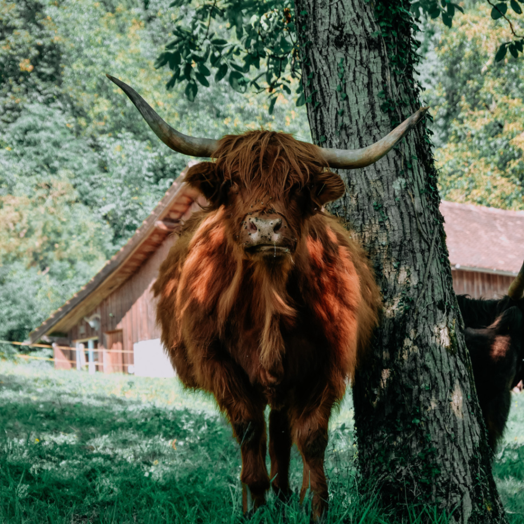 Gros plan d'une vache dans un pré alpin, avec des montagnes en arrière-plan